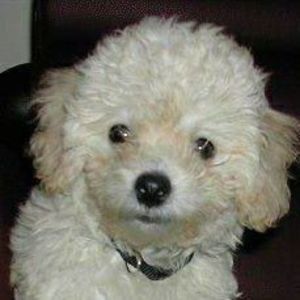 Meet your Posher, Bambi